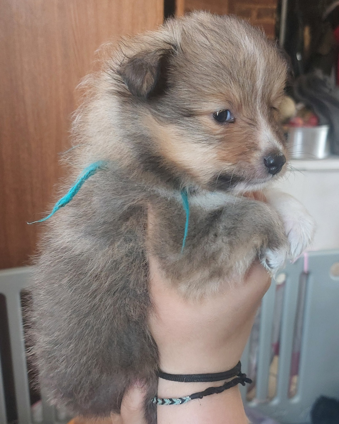 Des Sources De L'Eaulne - Chiots disponibles - Shetland Sheepdog