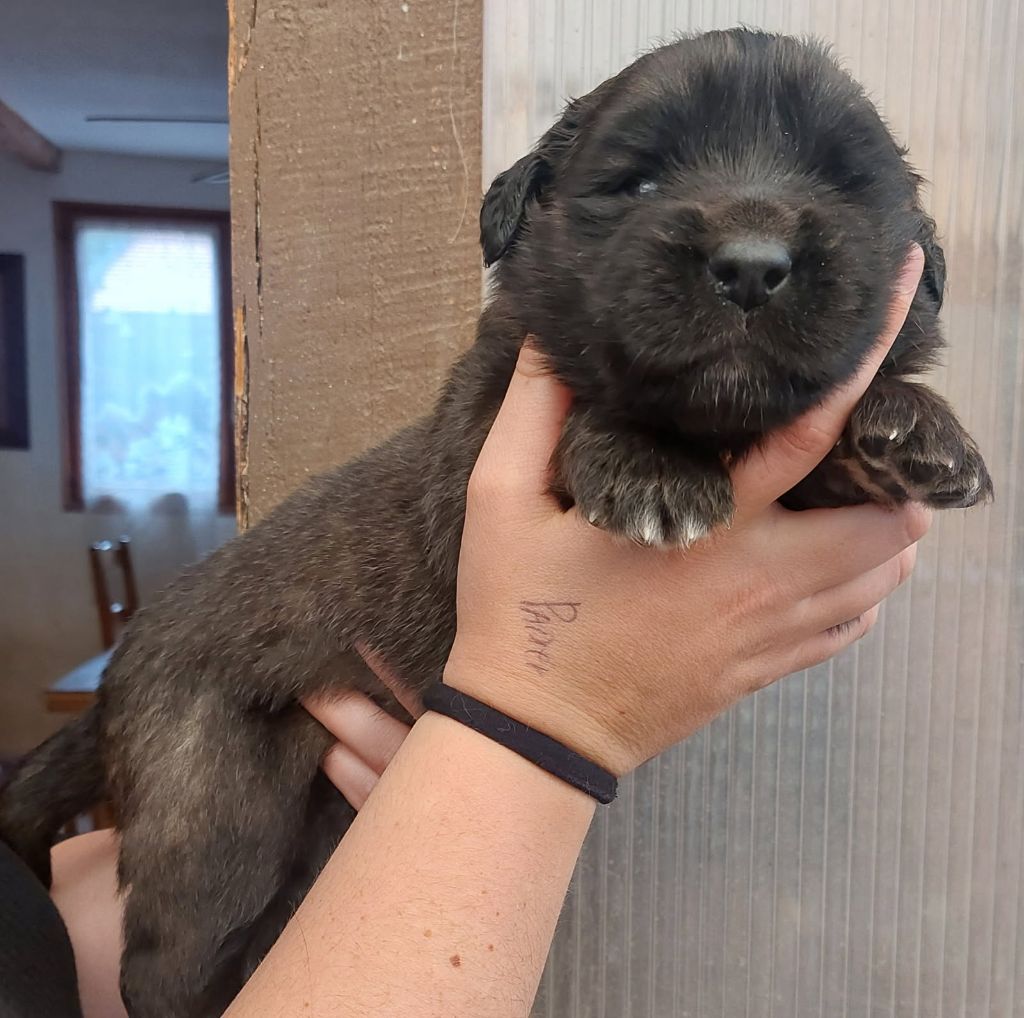 Des Sources De L'Eaulne - Chiots disponibles - Leonberger