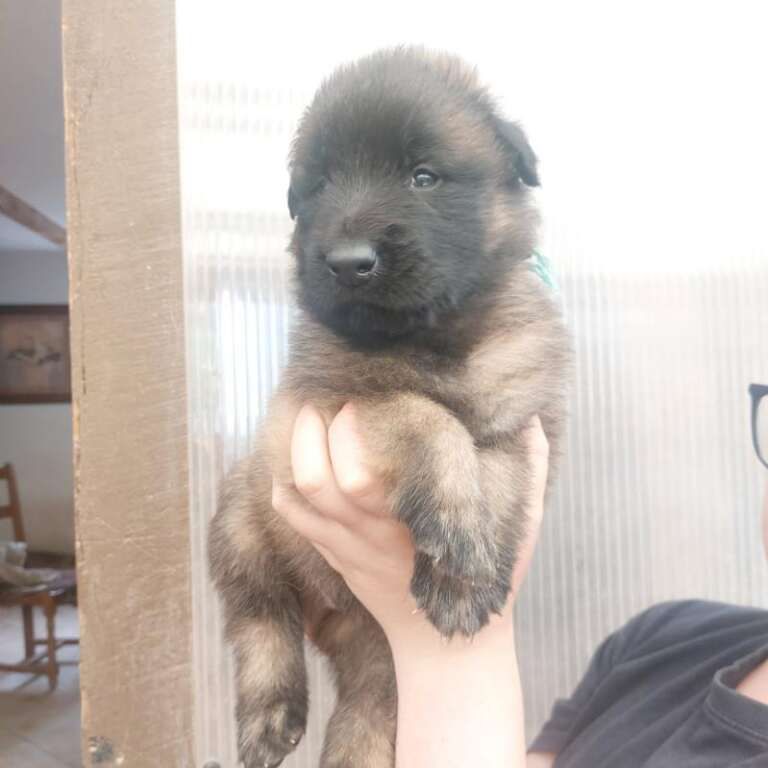 Des Sources De L'Eaulne - Chiots disponibles - Berger Belge