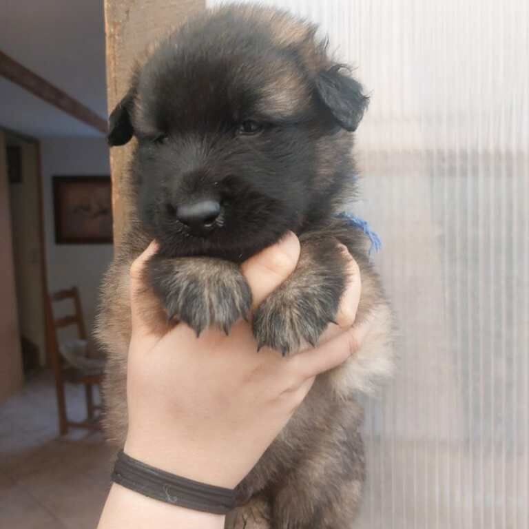 Des Sources De L'Eaulne - Chiots disponibles - Berger Belge