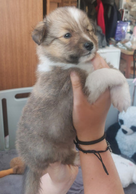 Chiot N°1