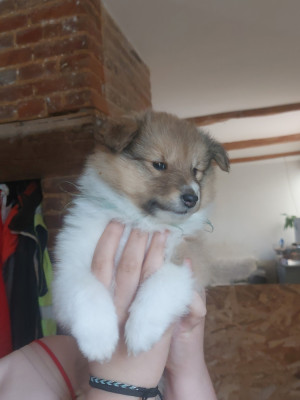 Chiot N°2