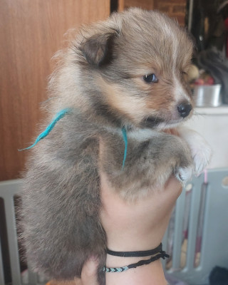 Chiot N°3